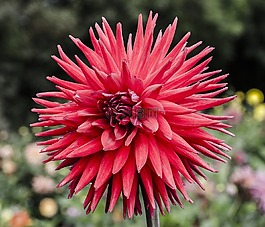 花,daffadil,粉紅色
