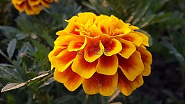 花,萬壽菊,黃色