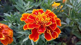 花,萬壽菊,橘紅色