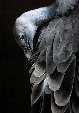 動物園,鳥,性質(zhì)