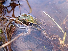 青蛙,水,兩棲動物