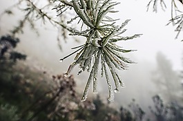 自然,植物,水