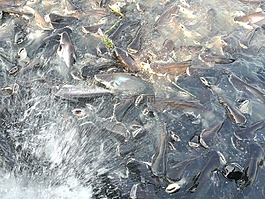 泰國(guó),旅行,戶外