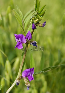花,字段,雜草