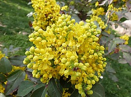 鮮花,春天,黃色