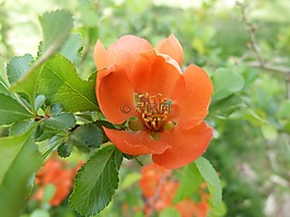 花卉,明亮,性質(zhì)