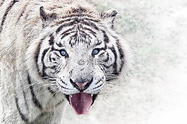 動物園,虎,動物