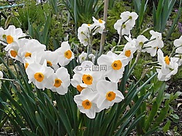 水仙,春天的花朵