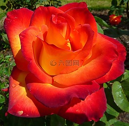 玫瑰,花,盛開