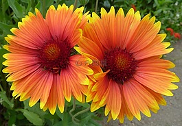 鮮花,黃色,對