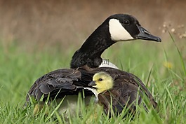 鳥,飛,動物