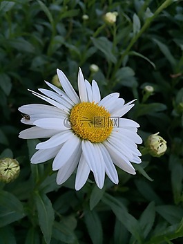 雛菊,花,花的