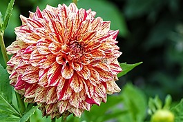 嬌琴紗,開花,秋季