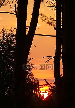 日出,上午,樹木