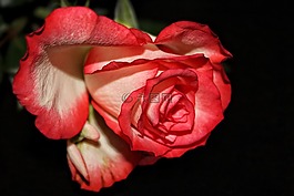 玫瑰,紅白,花