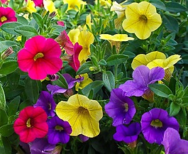 鮮花,性質(zhì),廠