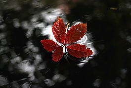 葉,紅色,秋天