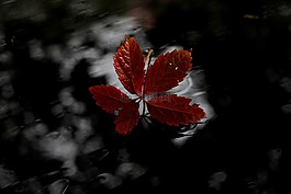 葉,紅色,秋天