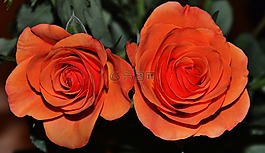 玫瑰花,美麗,花