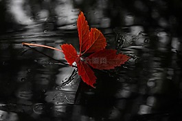 葉,紅色,秋天