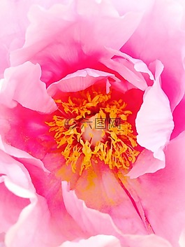 牡丹,花,廠
