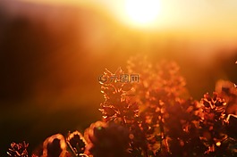 陽(yáng)光,廠,lichtspiel