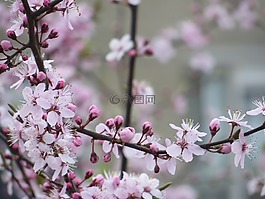 性質(zhì),鮮花,休息
