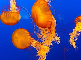 海,魚,水