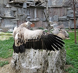 鳥,性質(zhì),動物