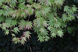 宏碁,葉,樹