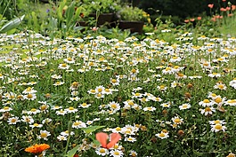花床,花園,園藝