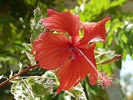 花,自然,粉紅色