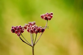 背景,夏季,fleuri