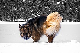 冬天,雪,冷