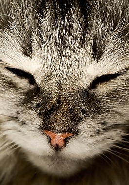 猫,猫的鼻子,katzenschnautze