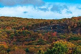 加拿大,樹,黃色