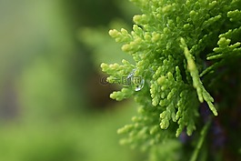 葉,植物區(qū)系,增長