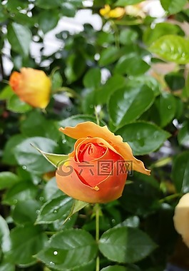 玫瑰,黃色,開(kāi)花
