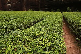 茶園,茶樹,茶葉