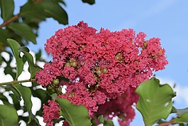 花,植物區(qū)系,自然