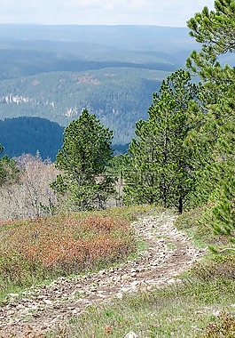 山径,树,径