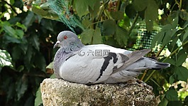 鴿子,鳥,等待