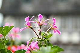 天竺葵,storchschnabel,粉紅色