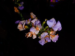 花,自然,愛