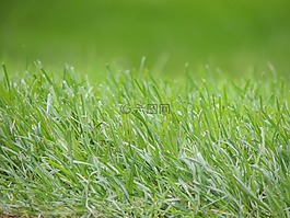 草,綠色,草地