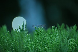 自然,葉,增長