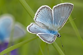 蒙古,halyamaat,buterflies