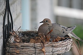 鴿子,鳥,巢