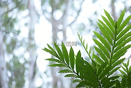 葉,自然,植物區(qū)系