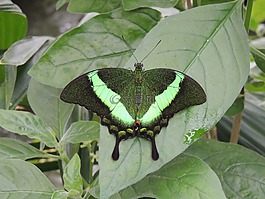 蝴蝶,動物,昆蟲